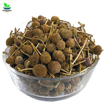 Mundi Booti - Gorakhmundi - 100% Original, Fresh Moondi Buti / Mondi Boti / Gul Mandi by Herbisol image 0