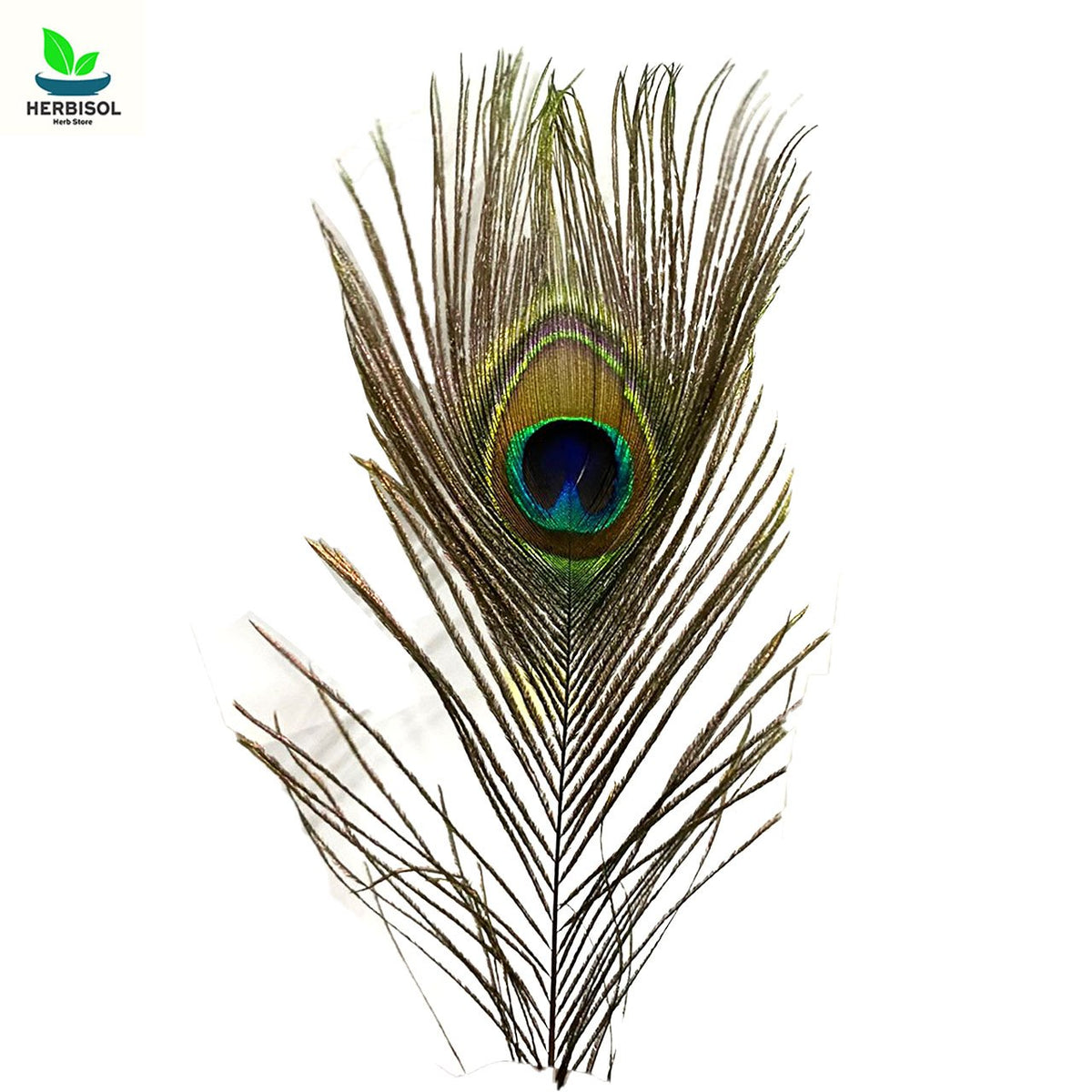 Mor Pankh - Peacock Feathers - Moor Punkh / Par Mur / Pea Cock Feather by Herbisol - 100pcs image