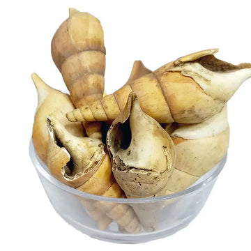 Cone Seashell - Koghay / Shell / Shells / Kogay 100% Original by Herbisol image 0