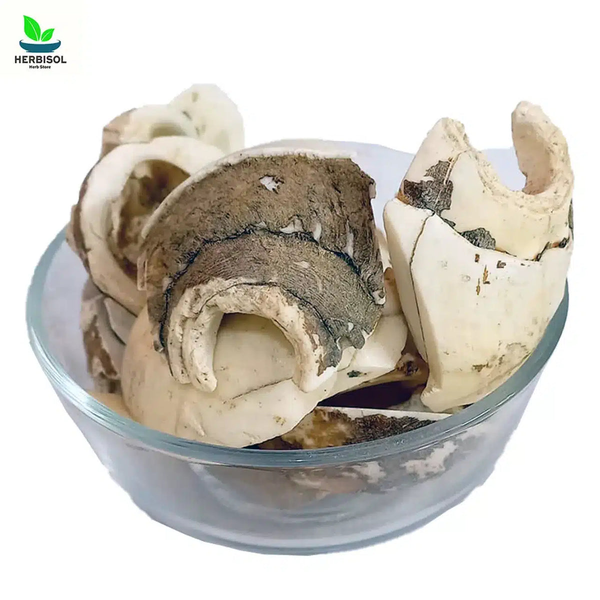Sankh -  SeaShell - 100% Original - Sunkh / Sankhiya Safaid by Herbisol image 0