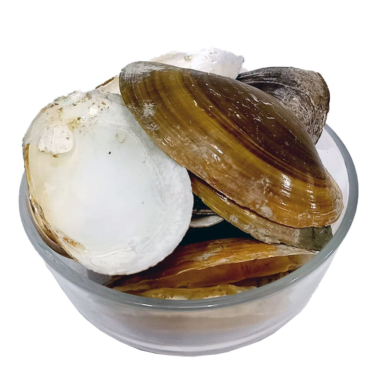 Sippiyan - Clam Shell - 100% Original, Fresh and Pure Seppian / Seashell / Sea Shell / Seepian by Herbisol image 0