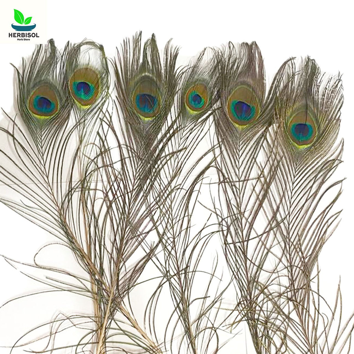Mor Pankh - Peacock Feathers - Moor Punkh / Par Mur / Pea Cock Feather by Herbisol image 1