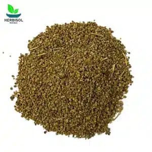 Ajwain Wal اجوائن ول – Ajvain Will / Val / Wall / Vil / Wil Fresh And Original Ajvain by Herbisol