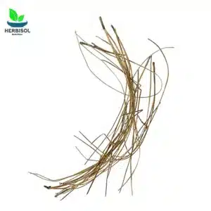 Barge Sanober برگ صنوبر – Pine Nut Leaves Dry – Chilgozay Ke Patty – 100% Original, Pure – Barg e Snober by Herbisol