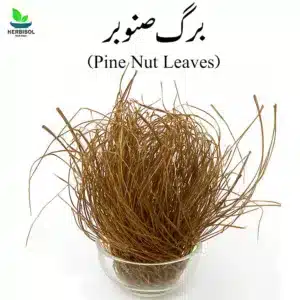 Barge Sanober برگ صنوبر – Pine Nut Leaves Dry – Chilgozay Ke Patty – 100% Original, Pure – Barg e Snober by Herbisol