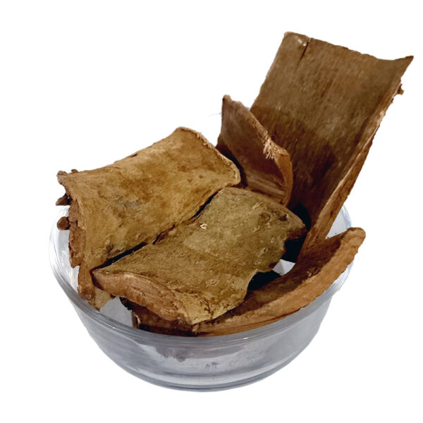 Arjun Ki Chaal Indian - Arjuna Bark - Chal Arjan India - 100% Original, Fresh and Pure Arjuna / Arjana by Herbisol
