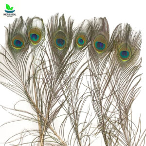 Mor Pankh – Peacock Feathers – Moor Punkh / Par Mur / Pea Cock Feather by Herbisol