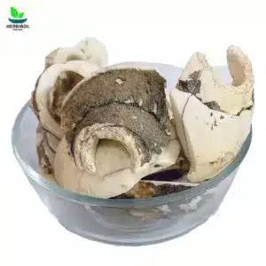 Sankh –  SeaShell – 100% Original – Sunkh / Sankhiya Safaid by Herbisol